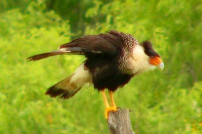 caracara may 15 am 044.jpg