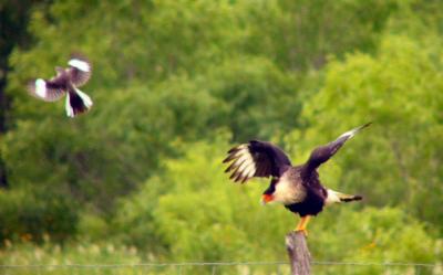 mocker and caracara may 15.jpg