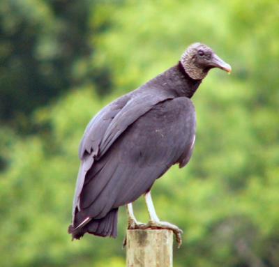 black vulture may 15 am 051.jpg