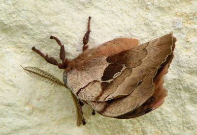 large moth apr 4 002.jpg