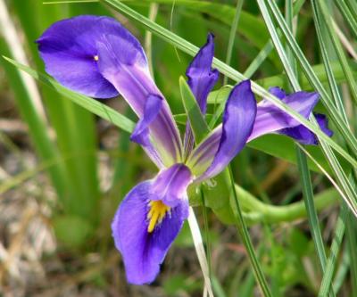 japanese iris apr 19 2004.jpg