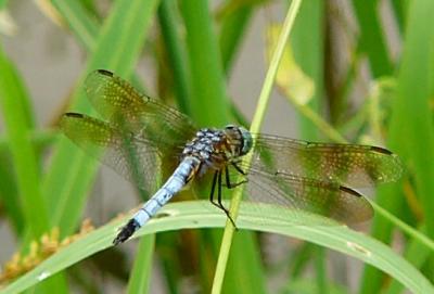dragonfly may 22 018.jpg