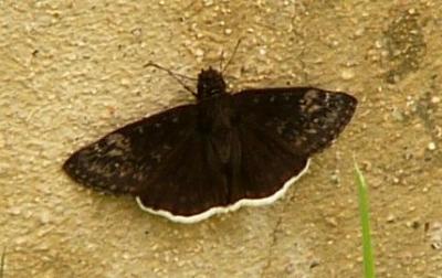 moth or butterfly may 31.jpg
