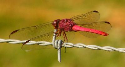 butterflies_and_dragonflies