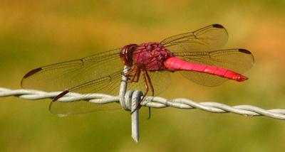 roseate skimmer sept13 075.jpg