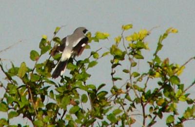 shrike