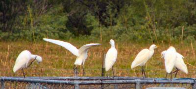 cattle egrets sept7 001.jpg