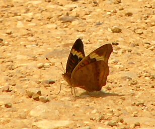 butterfly april 22.jpg