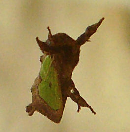 green parasa moth.jpg