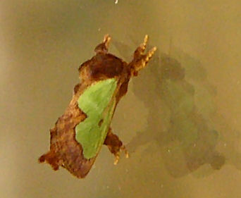 green parasa moth.jpg