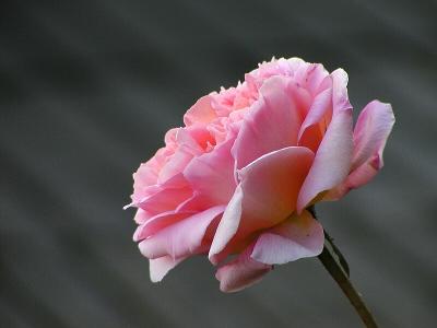 Pink Rose II