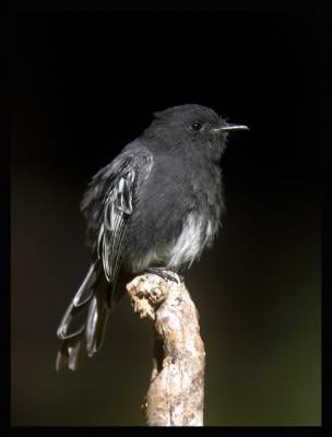 Black Phoebe