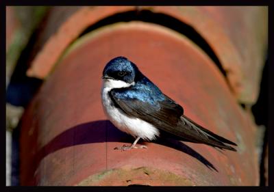 Blue-and-White Swallow / Golondrina Azul y Blanco