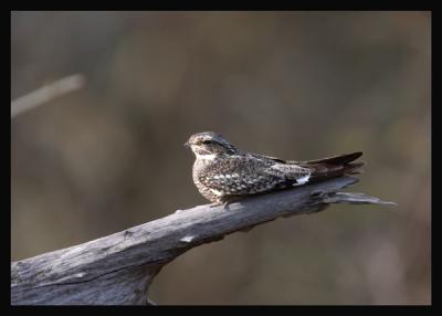 Lesser Nighthawk