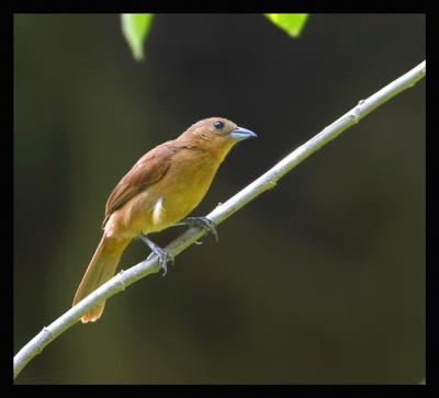 White-lined Tanager / Tangara Filiblanca