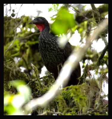 Cauca Guan