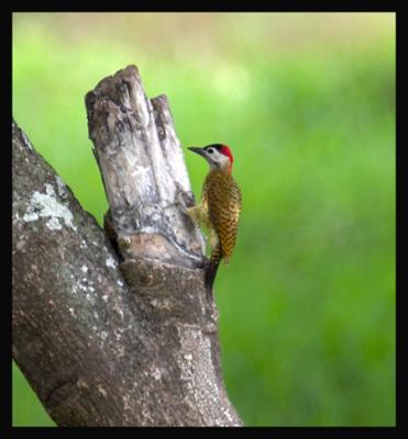 Spot-breasted Woodpecker / Carpintero Pechipunteado