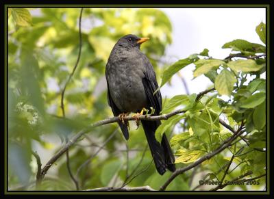 Great-Thrush.jpg