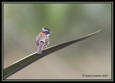 Rufous-collared Sparrow