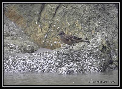 Peruvian Seaside Cinclodes 2