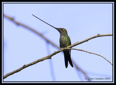 Sword-billed Hummingbird / Colibr Pico Espada