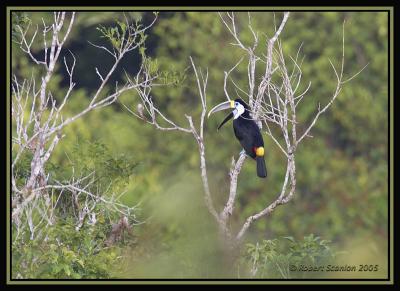 White-throated Toucan