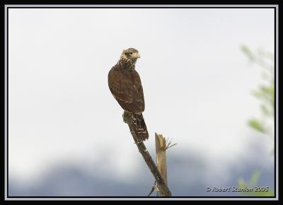 Yellow-headed-Caracara.jpg