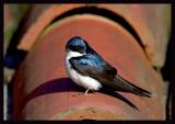 Blue-and-White Swallow