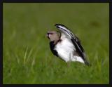 Southern Lapwing (Vanellus chilensis)
