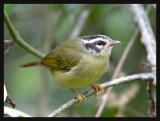 Three-striped Warbler