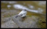 Torrent Tyrannulet  (Serpophaga cinerea)