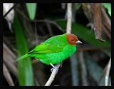 Bay-headed Tanager 1