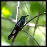 White-vented Plumeleteer