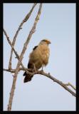 Yellow-headed Caracara