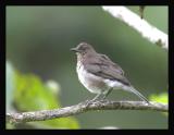 Black-billed-Thrush 2