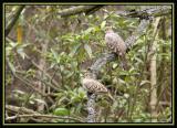 Bare-faced Ground-Dove 2