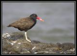 Blackish Oystercatcher  3