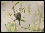 Cinereous Conebill 2