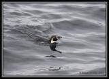 Humboldt Penguin