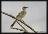 Long-tailed Mockingbird 1