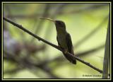Rufous-breasted Hermit