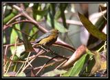 Rufous-browed Conebill