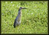 Striated Heron 1