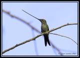 Sword-billed-Hummingbird.jpg