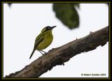 Yellow-browed Tody-Flycatcher 2