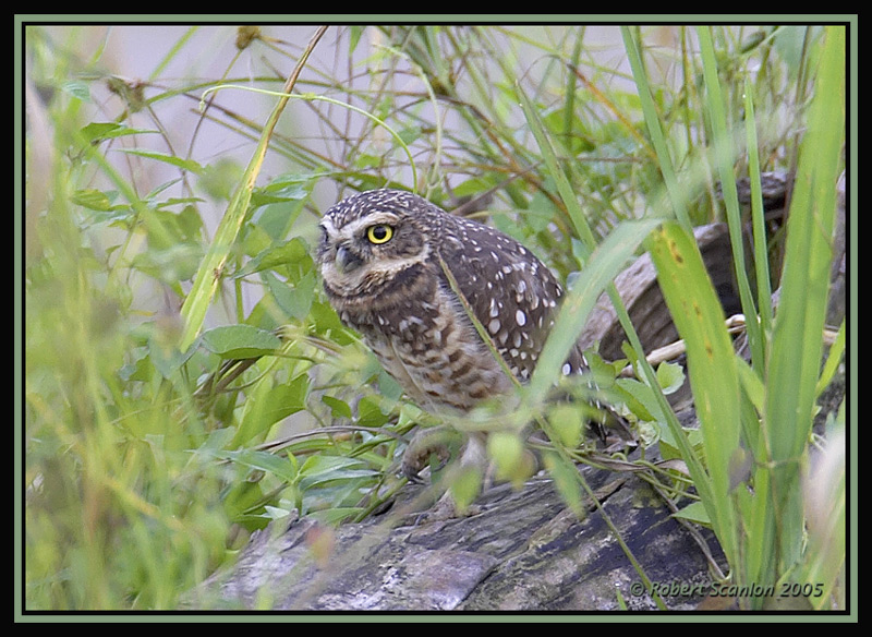 Burrowing Owl 2