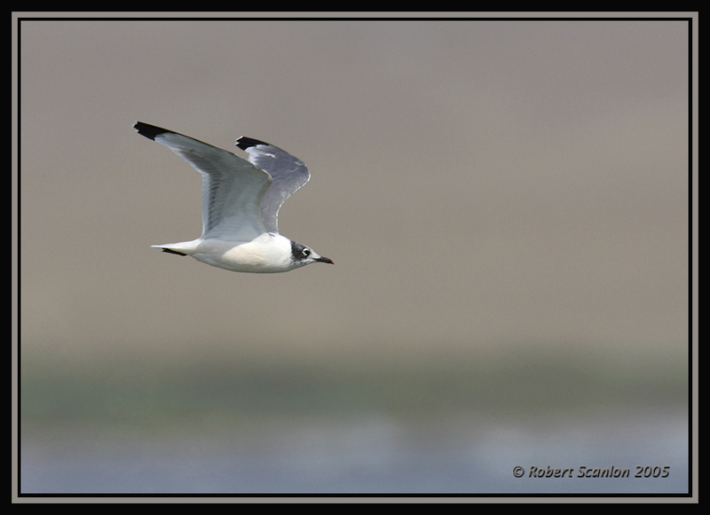 Franklins Gull