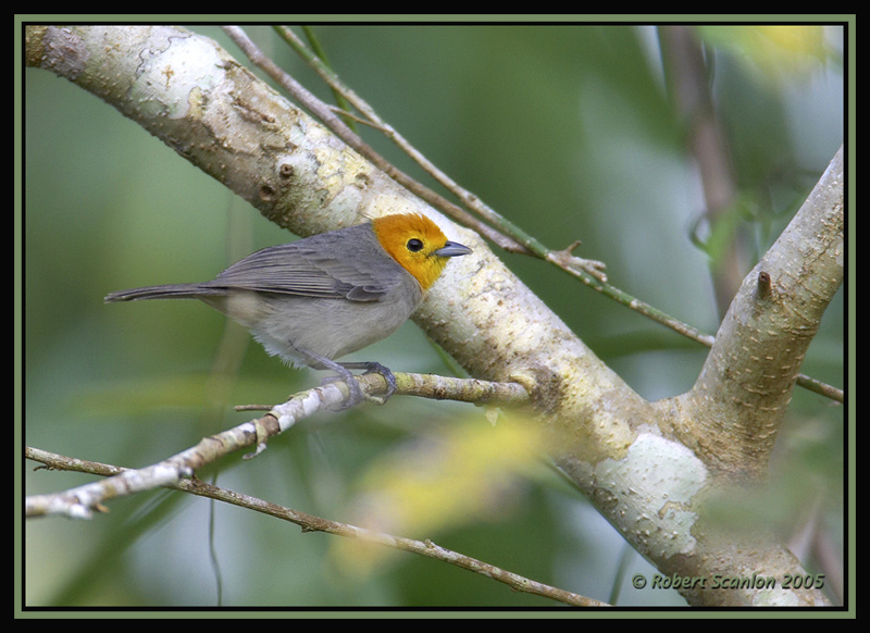 Orange-headed Tanager 2