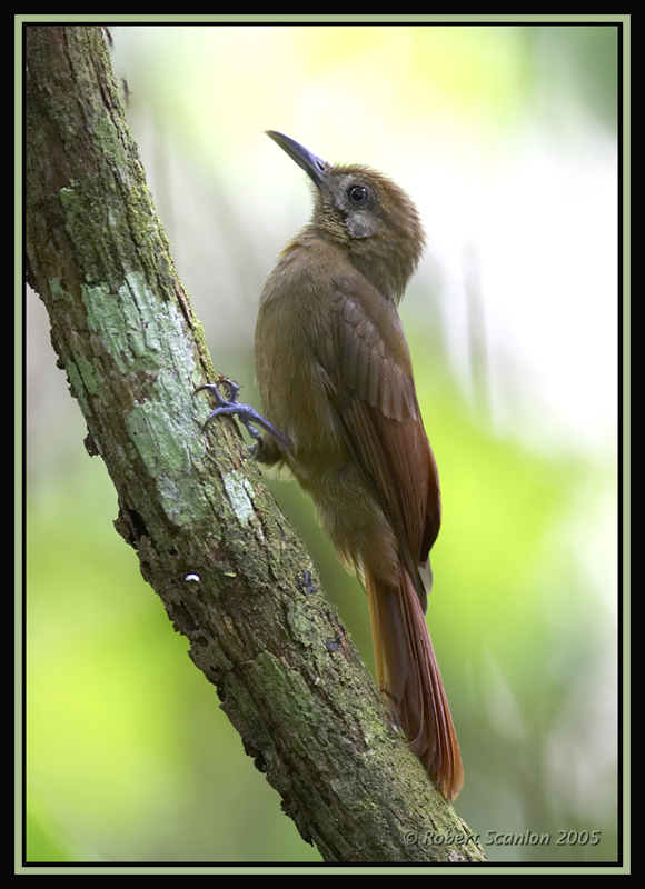 Plain-brown Woodcreeper 2