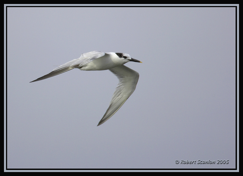 Sandwich Tern